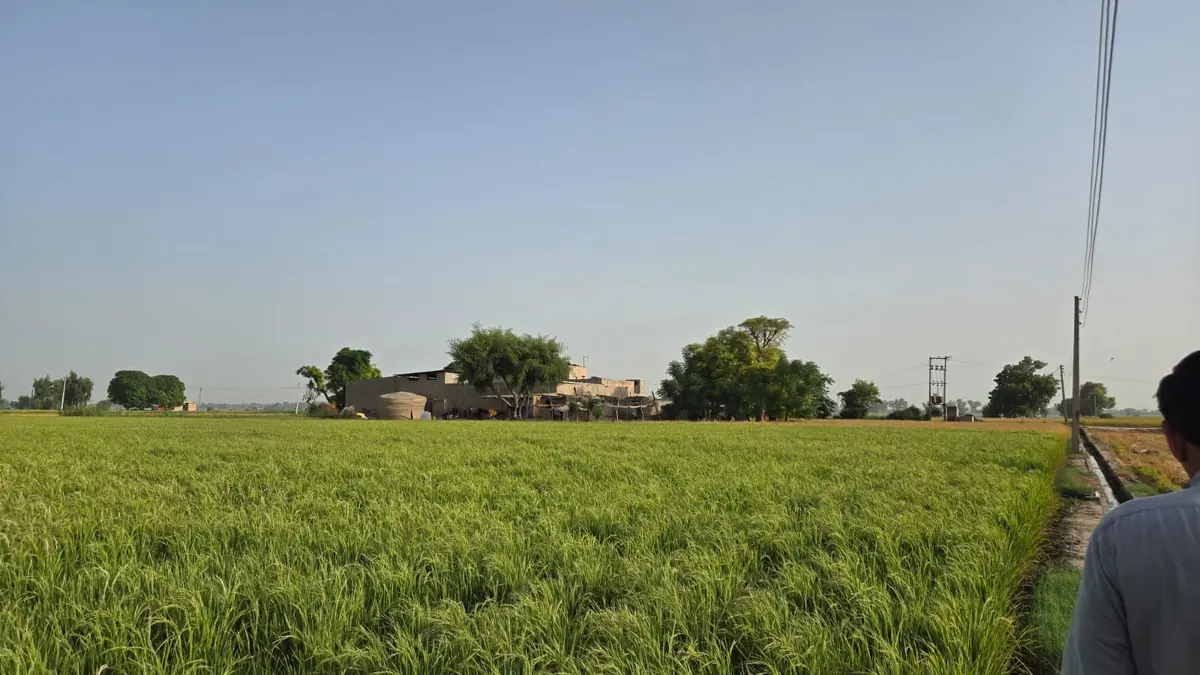 A green rice field at the edge of a village near home