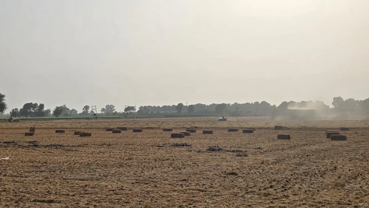 Straw bales scattered across a harvested field under a hazy sky, with a tractor and trees in the distance